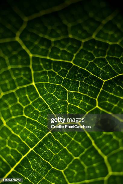 macro details of fractal veins on green leaf - cell biology stock pictures, royalty-free photos & images