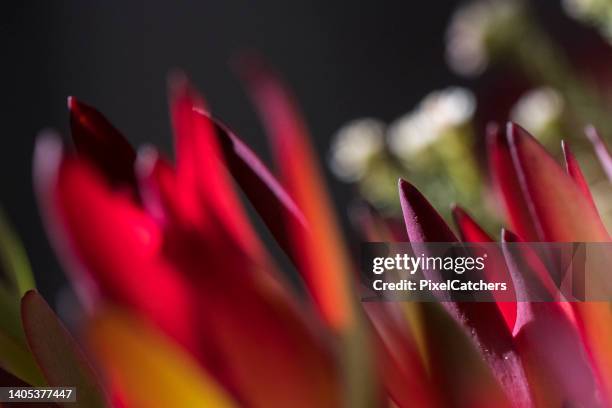 abstract background red leaves of tropical flower - protea stock pictures, royalty-free photos & images