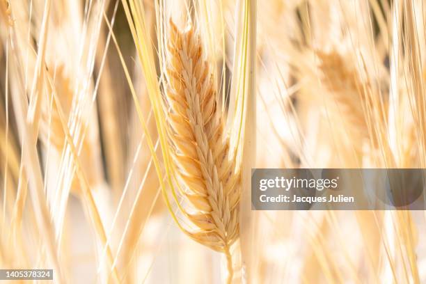 wheat seed head - rye grain fotografías e imágenes de stock