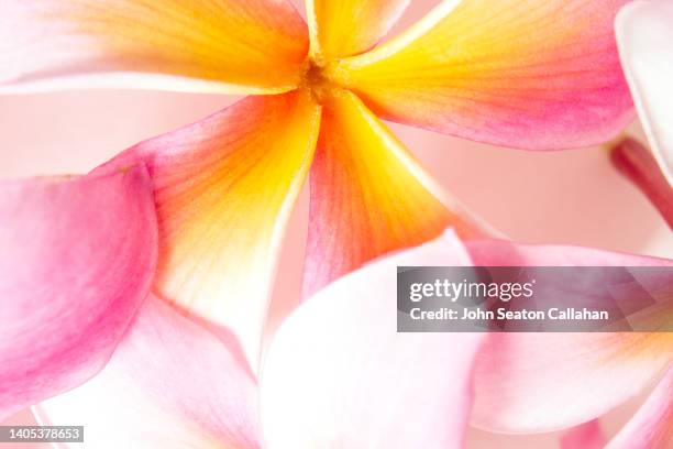 singapore, frangipani flowers - culture hawaïenne photos et images de collection