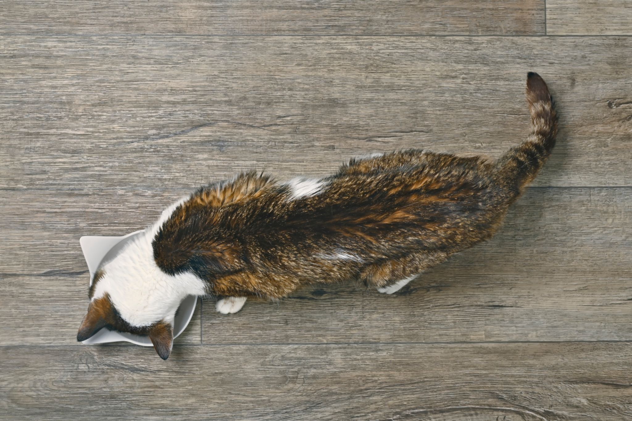 Slim tabby cat eating food from a food bowl, seen directly from above. Slim tabby cat eating food from a food bowl, seen directly from above.