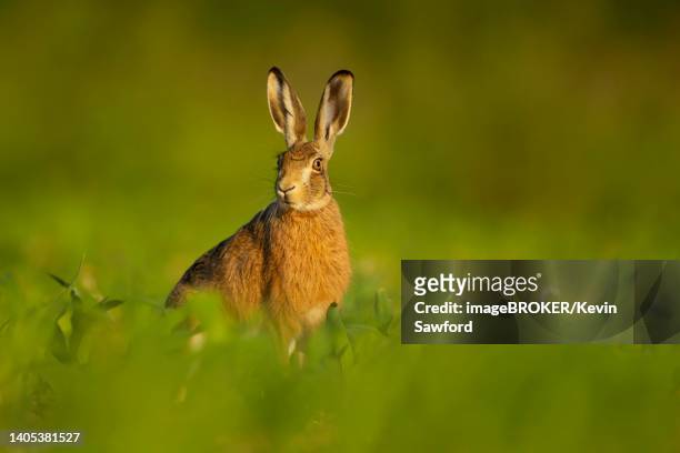 european brown hare (lepus europaeus) adult standing in a maize crop, norfolk, england, united kingdom - brown hare stockfoto's en -beelden