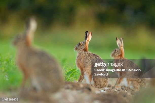 european brown hare (lepus europaeus) three adults standing on the edge of a farmland field, norfolk, england, united kingdom - lepus europaeus stock pictures, royalty-free photos & images