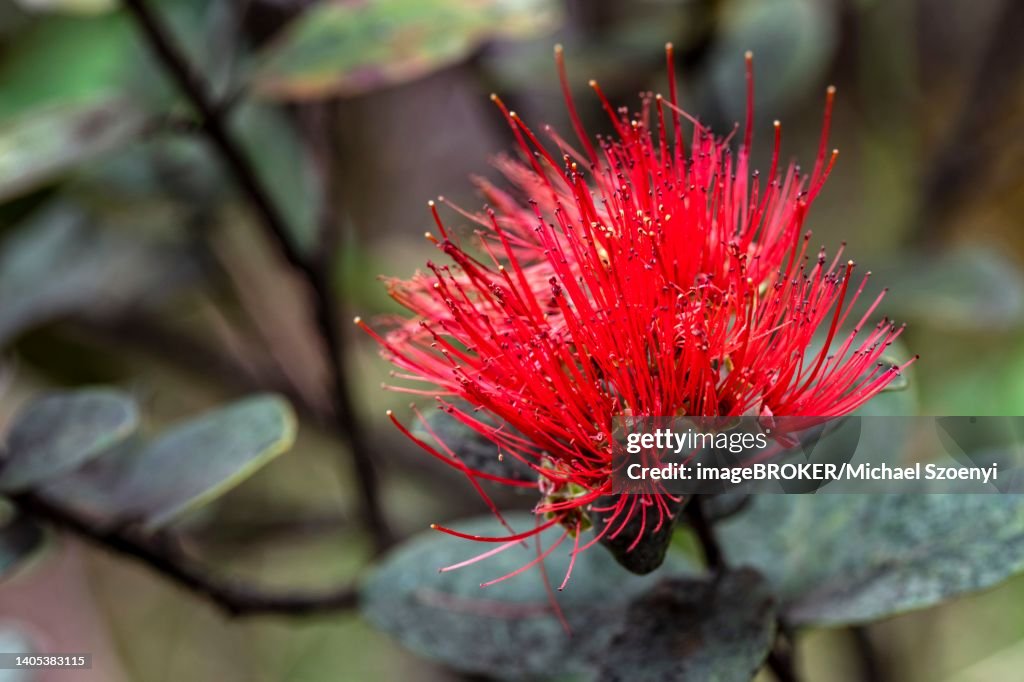 Lehua flower on the Ohia Lehua (ironwood) tree, Kilauea, Big Island of Hawaii, USA