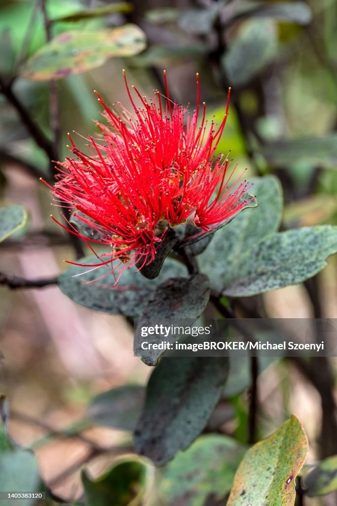 Lehua flower on the Ohia Lehua (ironwood) tree, Kilauea, Big Island of Hawaii, USA