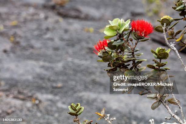 Lehua Flower On The Ohia Lehua Tree Kilauea Big Island Of Hawaii Usa High-Res Stock Photo
