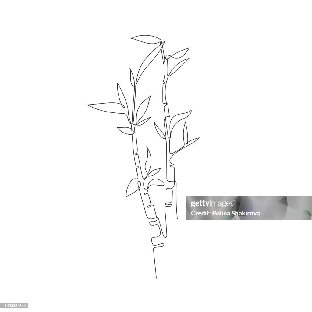 Continuous line drawing of bamboo trees.