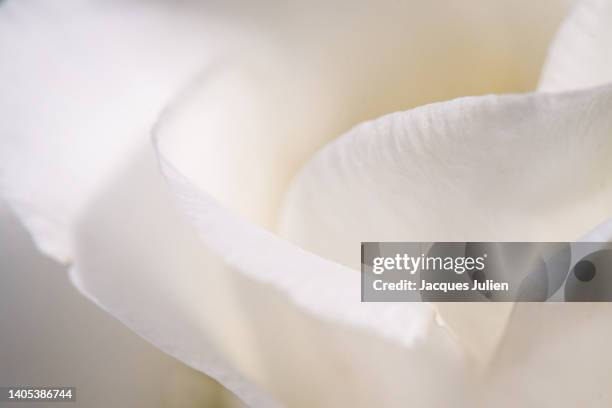 white rose petals - white flower stock pictures, royalty-free photos & images