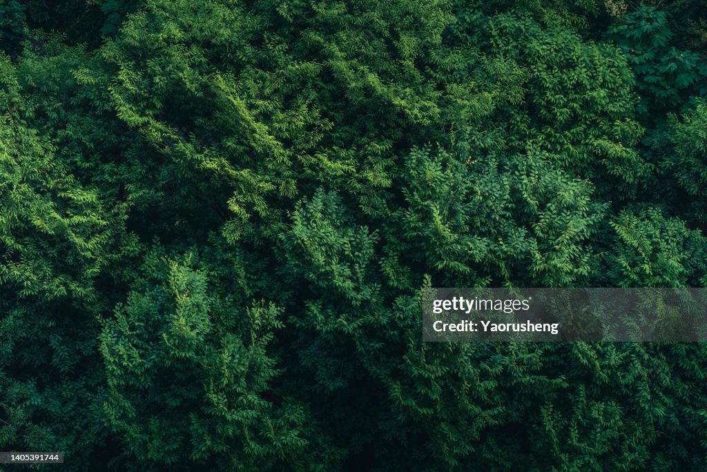 Green leaves on the top view