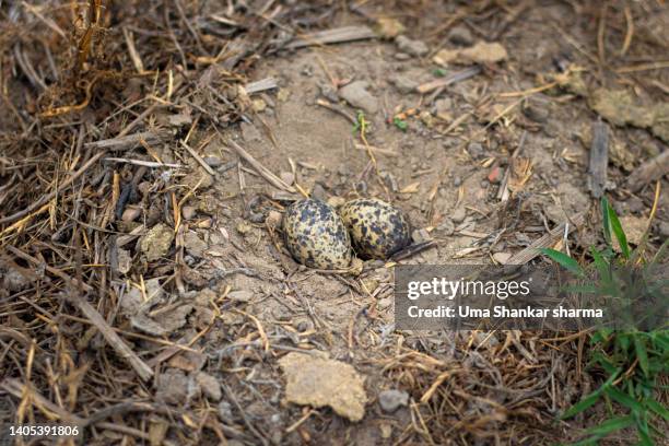 two eggs of red-wattled lapwing bird - nesting ground stock pictures, royalty-free photos & images