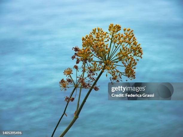 thapsia or deadly carrot (elaeoselinum asclepium) flowering in algarve - alvor stock pictures, royalty-free photos & images