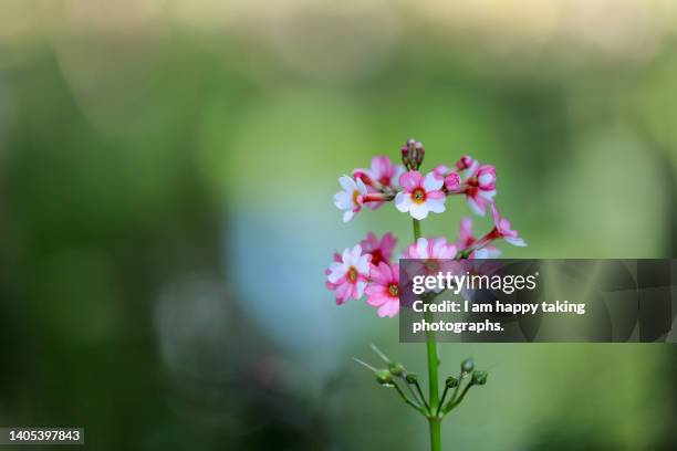 japanese primrose in the park - região de tohoku - fotografias e filmes do acervo