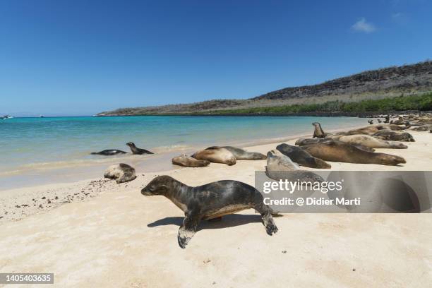 sea lions in the galapagos in ecuador, santa fe island - colônia grupo de animais - fotografias e filmes do acervo