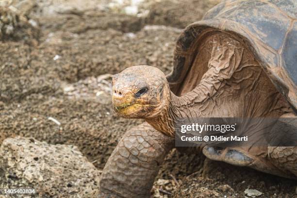 galápagos turtle in the galapagos island, ecuador - galapagos isle stock-fotos und bilder