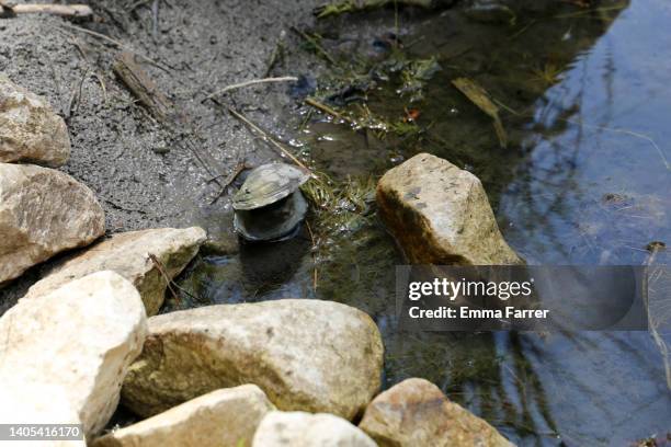 fresh water mussel - freshwater stock pictures, royalty-free photos & images