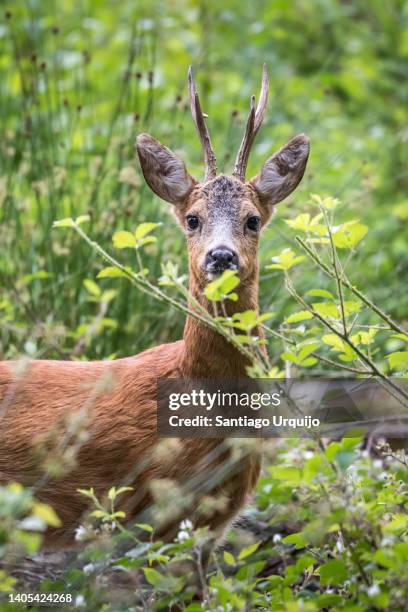 male roe deer on a beech forest - roe deer stock pictures, royalty-free photos & images