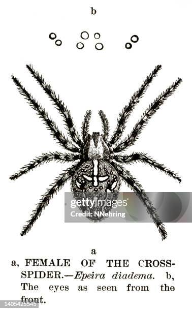 ilustrações, clipart, desenhos animados e ícones de xilogravura da aranha cruzada, araneus diadematus - aranha de jardim