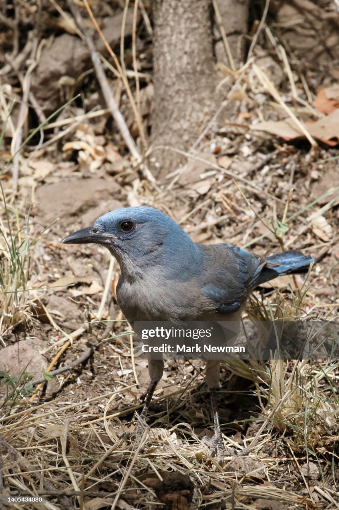 Pinyon Jay