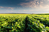 Sunny plantation with growing soya