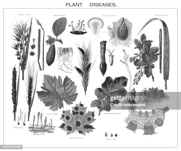 old engraved illustration of plant diseases - powdery mildew fungus stockfoto's en -beelden