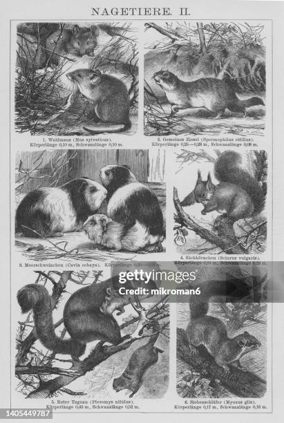 old engraved illustration of rodent animals - flygekorre bildbanksfoton och bilder
