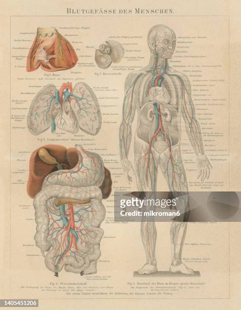 old chromolithograph illustration of the human bloodstream - biomedicinsk illustration bildbanksfoton och bilder