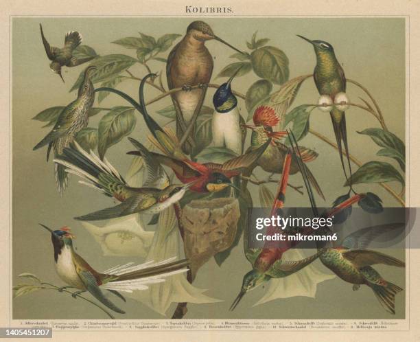 old chromolithograph illustration of hummingbirds - white tipped sicklebill stock pictures, royalty-free photos & images