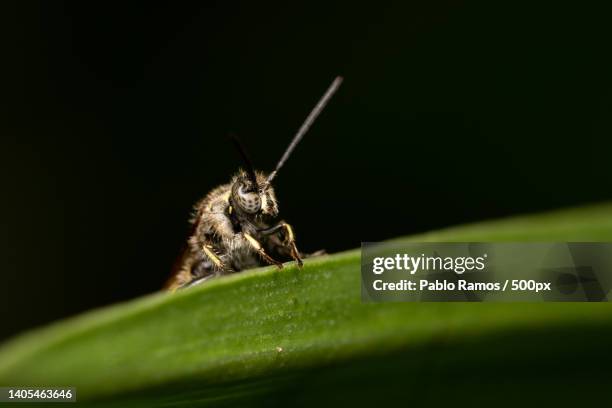 Diva Insects 17 Maldivas Stock Photos, High-Res Pictures, and Images - Getty Images