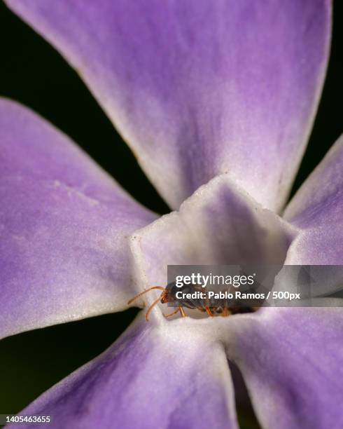 close-up of insect on purple flower,canning,province of buenos aires,argentina - hormiga stock pictures, royalty-free photos & images