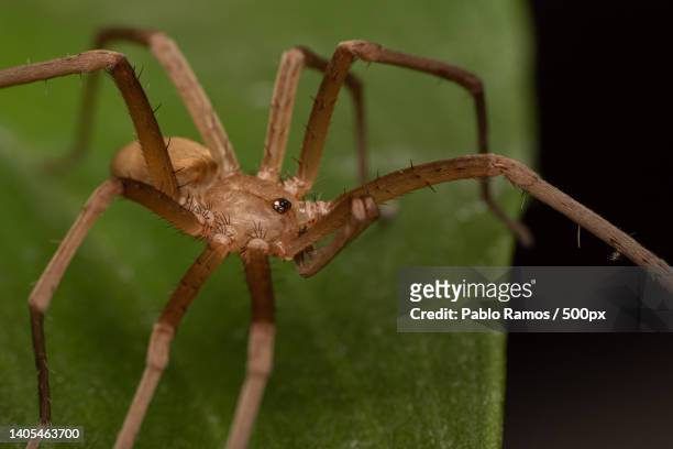 close-up of spider on leaf,lomas de zamora,province of buenos aires,argentina - brown recluse spider stockfoto's en -beelden