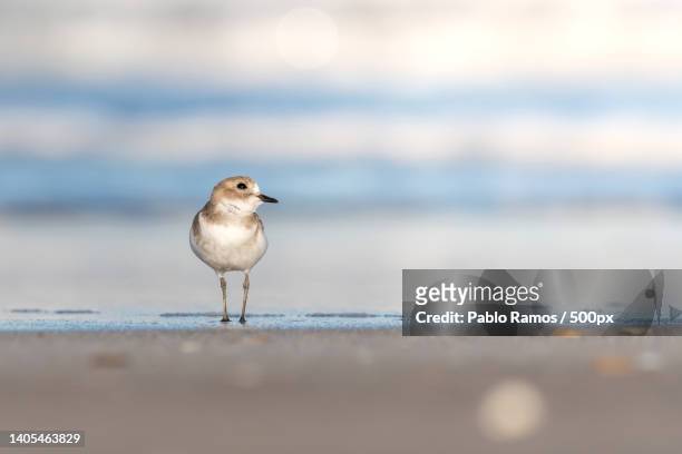 close-up of seagull perching on shore at beach,mar azul,province of buenos aires,argentina - regenpfeifer stock-fotos und bilder