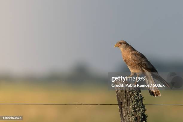 close-up of kestrel of prey perching on wooden post,medanos,argentina - chimango caracara stock pictures, royalty-free photos & images