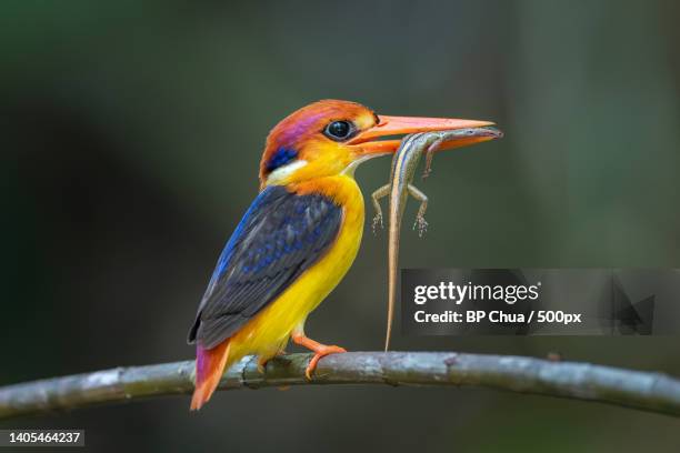 close-up of kingfisher perching on branch,tambon nong chaeng,chang wat phetchabun,thailand - kingfisher stock-fotos und bilder