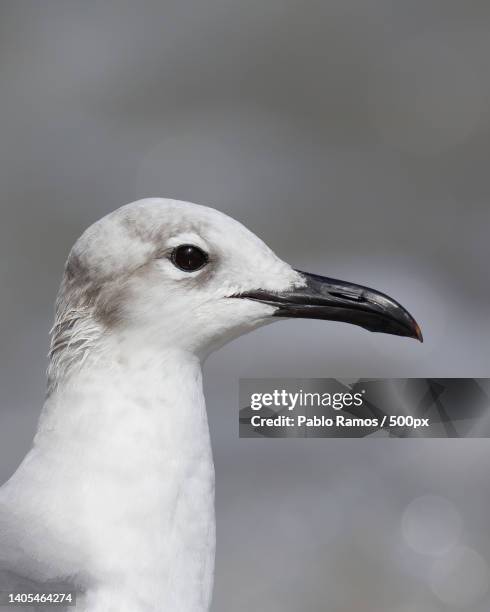 close-up of seagull - florida estados unidos stock pictures, royalty-free photos & images