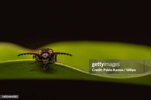 close-up of spider on leaf against black background,lomas de zamora,province of buenos aires,argentina - the beetle stock pictures, royalty-free photos & images