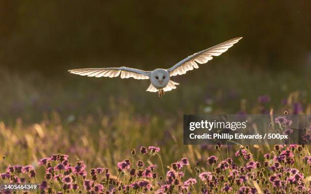 close-up of barn owl flying over field,hawk conservancy trust,andover,united kingdom,uk - barn owl stock-fotos und bilder