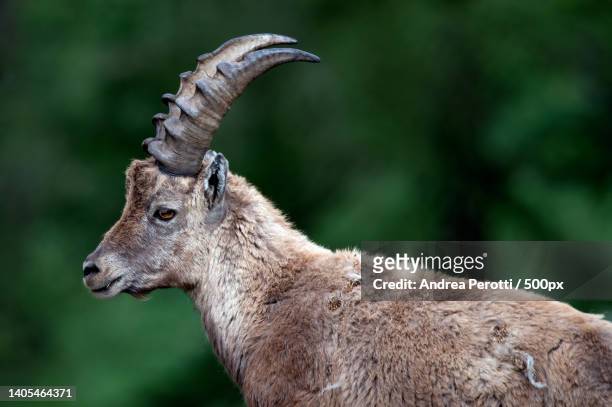 close-up of ibex standing on field,parco nazionale gran paradiso,italy - parc national de gran paradiso photos et images de collection