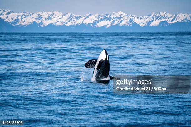 rear view of dolphin swimming in sea - killer whale stock pictures, royalty-free photos & images