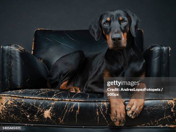 portrait of black doberman pinscher sitting on sofa against black background,madrid,spain - ドーベルマン ストックフォトと画像