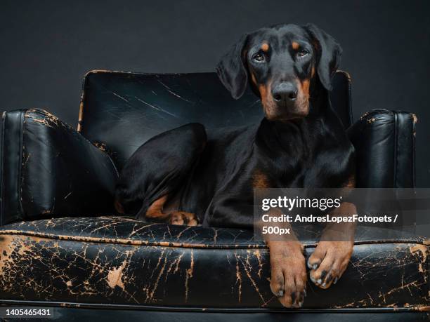 portrait of black doberman pinscher sitting on sofa against black background,madrid,spain - dobermann stock pictures, royalty-free photos & images