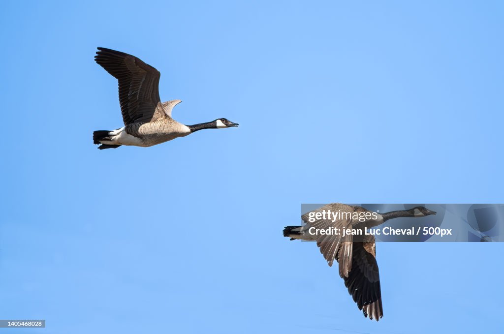 Low angle view of birds flying against clear blue sky