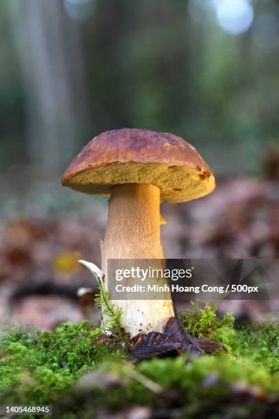 boletus edulis cepe de bordeaux porcini mushroom edible mushroom - bolet photos et images de collection