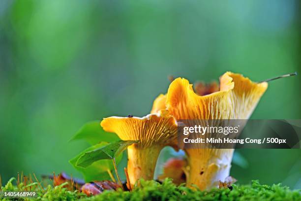 cantharellus cibarius chanterelle girolle echter pfifferling nm mng g - cantharellus tubaeformis stock pictures, royalty-free photos & images