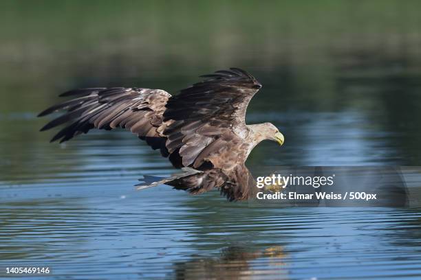 close-up of white flying over lake,germany - accipitridae stock-fotos und bilder