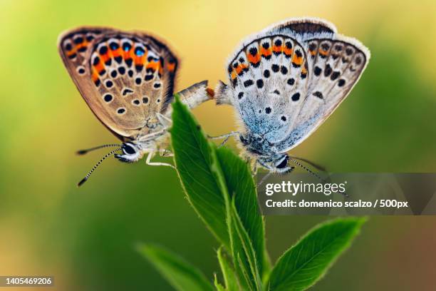 close-up of butterfly pollinating on flower,italy - begattung kopulation paarung stock-fotos und bilder