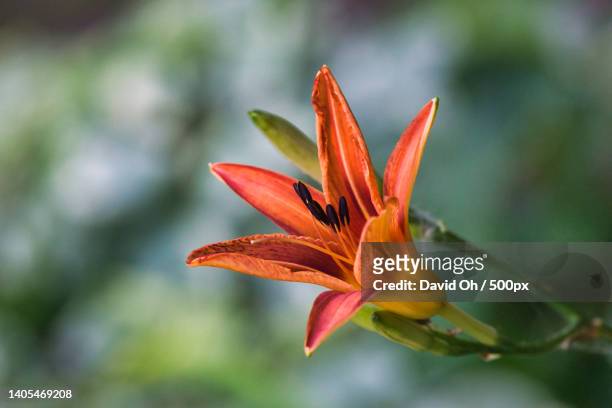 close-up of orange flower - taglilie stock-fotos und bilder