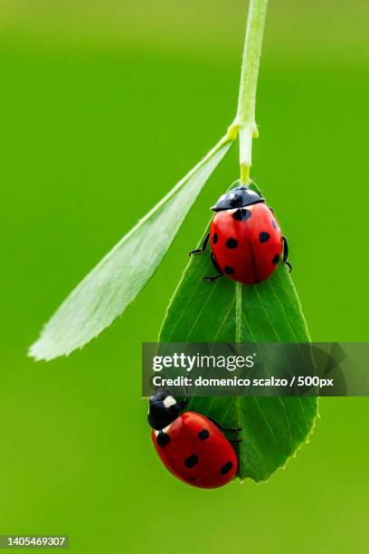 close-up of ladybug on plant - seven spot ladybird stock pictures, royalty-free photos & images