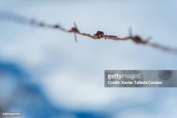 a security wire fence in selective focus - alambre 個照片及圖片檔