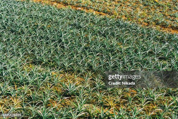 Pineapple Field Rotten 1,183 Pineapple Field Stock Photos, High-Res Pictures, and Images ...