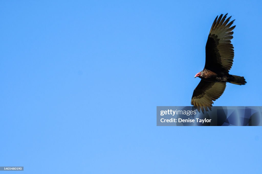 Vulture In Flight Turkey Vulture In Flight High-Res Stock Photo - Getty Images